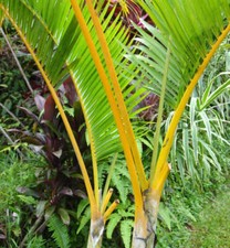 Dypsis lutescens - Areca palm | Butterfly palm