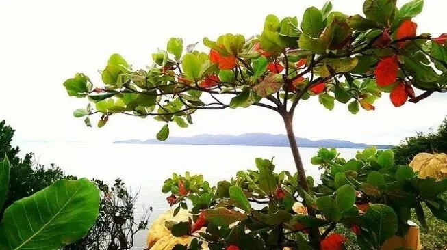 30 pieces Daun ketapang indian almond leaf cattapa leaf aquarium - Image 4 of 4