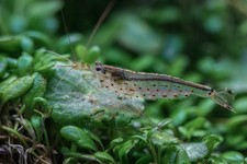 Amano Shrimp  Live Freshwater Shrimp