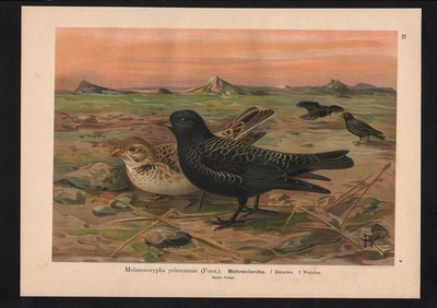1880 - Mohrenlerche Lerche lark Vogel Vögel bird birds Farblithographie Naumann