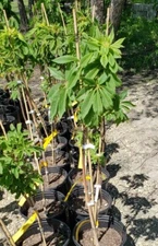 Ohio Buckeye 24'-48" Potted Tree Aesculus glabra #3 Containers