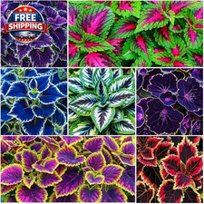 200 Rainbow Coleus Seeds for Planting - Mix Coleus Seeds Non-Gmo Heirloom Beaut