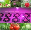 thumbnail 5 - 3W full spectrum 400nm~840nm led grow lights with 6-10x3W led driver for plant