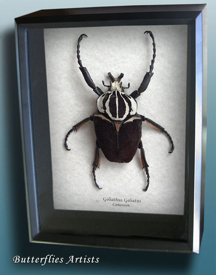 Real Giant Beetle Goliathus Goliatus Framed Museum Quality