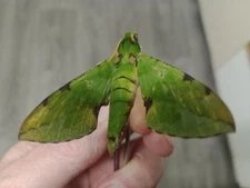 Euchloron s.sp  from Togo. See photo. EXCELLENT PRICE.