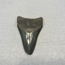 3 in Megalodon Shark Tooth Fossil Authentic Prehistoric Specimen Real Meg Teeth