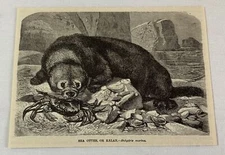 1885 book engraving ~ SEA OTTER or Kalan