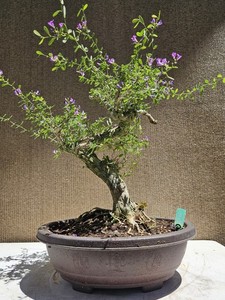 3Bonsai | eBay Stores 3Bonsai | eBay Stores