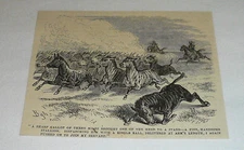 1878 magazine engraving ~ CULLING A HEARD OF ZEBRAS