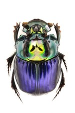 Phanaeus for collectors | Horned Rhinoceros Dung Beetles