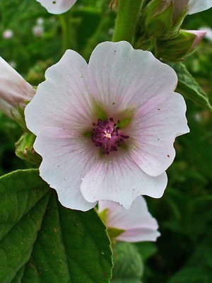 Marshmallow Plant Seeds - Althaea officinalis | Heirloom Herb for Edible &  Med | eBay