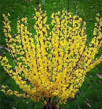 FORSYTHIA BUSH LIVE PLANT 1 TO 2 YEARS OLD 10-12 INCHES BARE ROOT