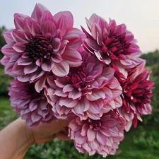 2 Stunning Dahlia 'Crème de Cassis' Tuber/Root Perennial  Flowering Plants Live!