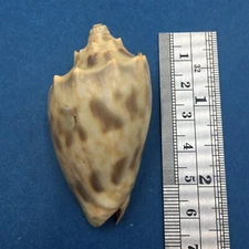 #2 Cymbiola nivosa oblita 59mm Port Hedland, Western Australia Volutidae