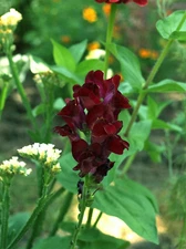 50 Organic BLACK PRINCE SNAPDRAGON Antirrhinum Majus Dark Crimson Red Gothic Gar