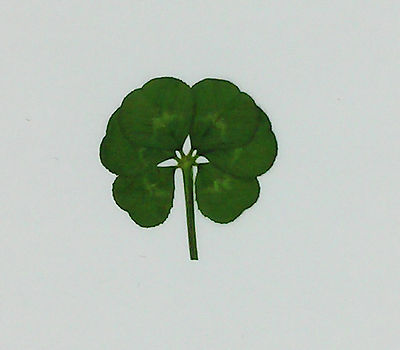 Echt Glücksbringer Mit sechs 6 Blatt Klee Shamrock Trifolium repens Gepresst