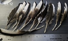 Lot Of Black And White Turkey Feathers
