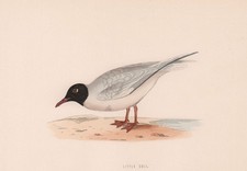 Little Gull. Morris's British Birds. Antique colour print 1870 old