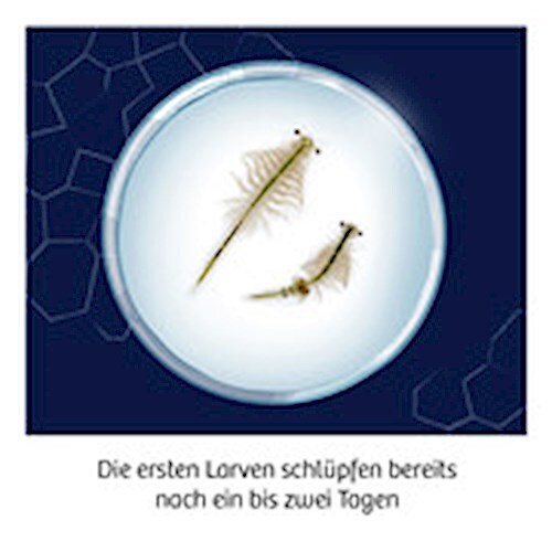 Thumbnail - Fun Science Wuselnde Salzkrebse