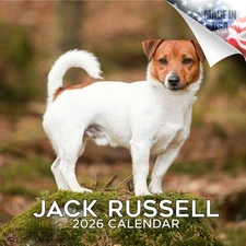 Jack Russell Dog Breed Calendar 2026 FULL SIZE 12x24 Made in USA