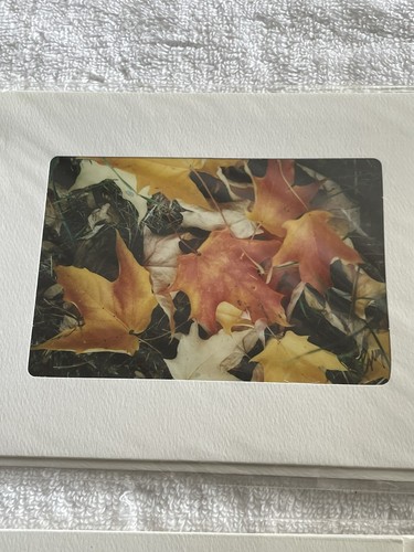 Terry Clark 4 tarjetas en blanco de hermosas fotografías flores lirios - Imagen 5 de 9