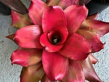 BROMELIADS  Neoregelia  MAGALI  Red Galore  SMALL/Medium 