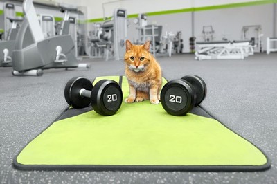 Milo Tabby Tiger Mixed Breed Cat At Gym Weights Photo Art Print Poster 18x12