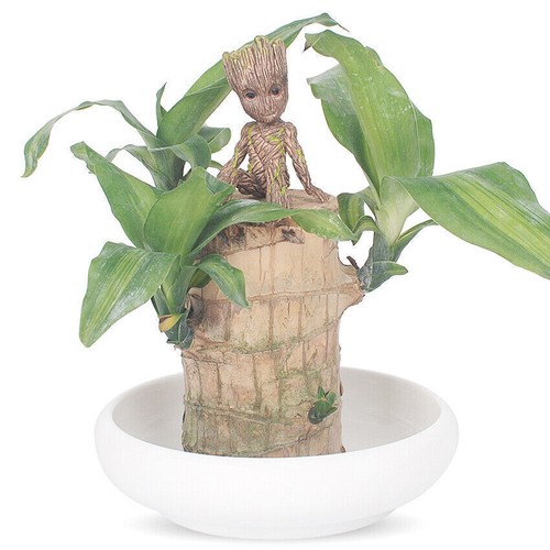6CM Guardians of The Galaxy Baby Groot Figure Flowerpot Pen Pot Toy Gifts New - Picture 9 of 12