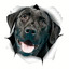 The Video Dog
