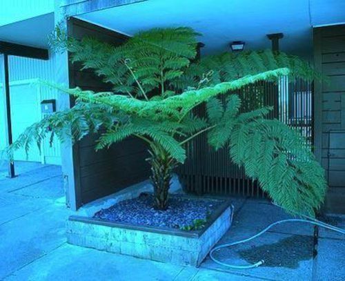 Young plant Ant. Tree Fern Extraordinary Original Houseplant Great Palms - Picture 1 of 2