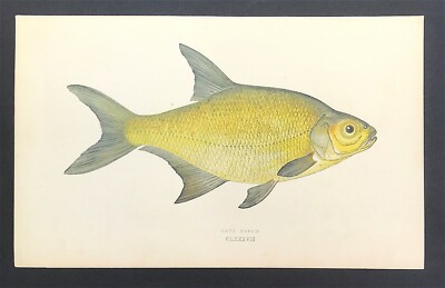 British Islands Fish Lake Bream Jonathan Couch 1862 Original Farbdruck