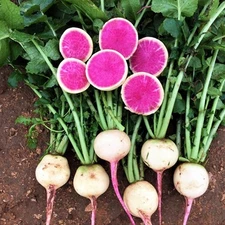 Watermelon Radish Seeds  (100) /Chinese Red Meat Daikon Radish / RARE