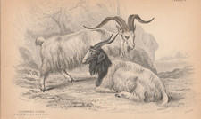 1843 Hand Coloured Print of The Goat Of Cashmere