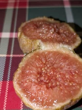 Brown Turkey Fig - (3) Organic, Fully Lignified 6-10 inch cuttings with 3 nodes 