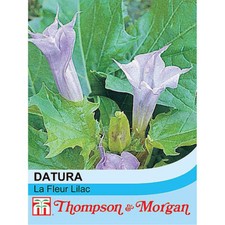 Datura Seeds Flower Shrubs Garden Plants 'La Fleur Lilac' 1