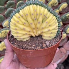 7CM Succulent Cactus Plant Cereus Pachanoi Crest Variegated Cactaceae Beautiful
