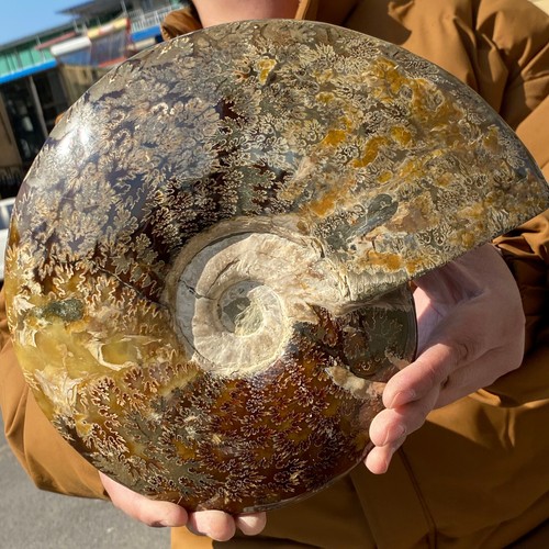 10.14LB Rare natural polished Natural conch fossil specimens of Madagascar - 第 2/13 張圖片