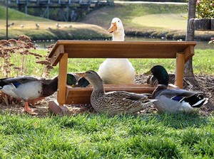 Covered Roofed Ground Feeder For Any Bird Animal Cat Dog Be