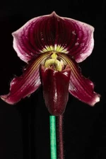 Paphiopedilum QF Kiona #8  (fairrieanum x Shunan Pride), in flower