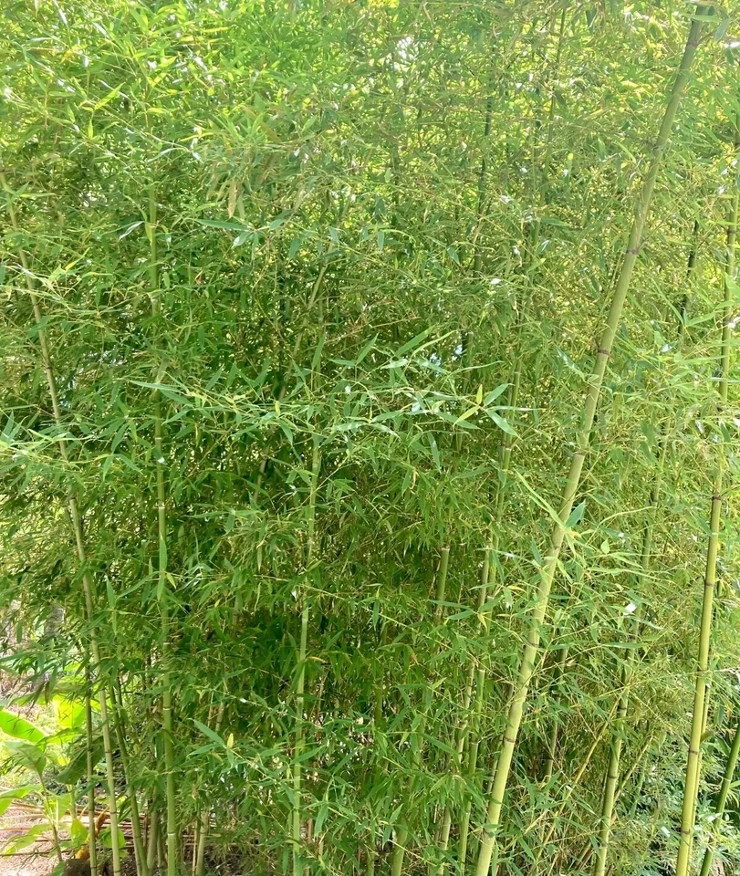 Rizomas Phyllostachys vivax vivos x6 ENVÍO GRATUITO (madera china bambú) Foto 4 de 4