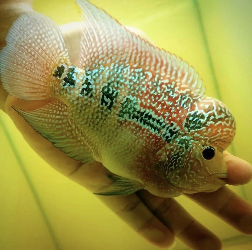 Female Flowerhorn Fish For Sale