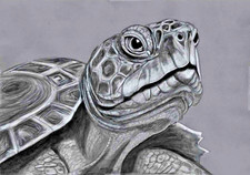 Original pencil artwork Art picture Amazing Ethereal Green Sea Turtle Great Gift