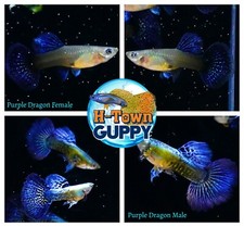1 TRIO - Live Aquarium Guppy Fish High Quality - Purple Dragon