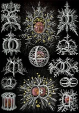 Art Forms in Nature, Stephoidea : Ernst Haeckel : Archival Art Print