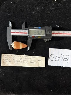 Conus Striatellus Shell Guam 1969 (S642)