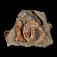 2.2" Thamnopora SP Coral Fossil Coral Reef Devonian Age Verde Valley, Arizona