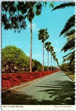 Postcard - Palms and Bougainvillea, Rio Grande Valley, Texas