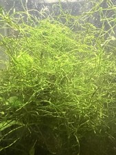 Buy 2 get 1 free Java Moss Live Aquarium Plant