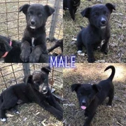 Kelpie Pups In Central Coast Nsw Region Nsw Dogs Puppies Gumtree Australia Free Local Classifieds