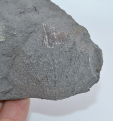 Megastrophia concava, Large Devonian Brachiopod, Buffalo, New York